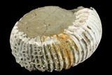 Iridescent, Pyritized Ammonite Fossil - Russia #181238-2